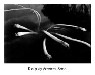 Kelp